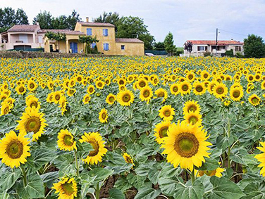 החמניות של פרובנס