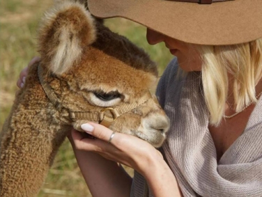 חוות אלפקות