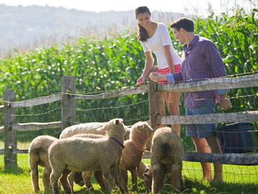 חוות ומוזיאון בילינגס