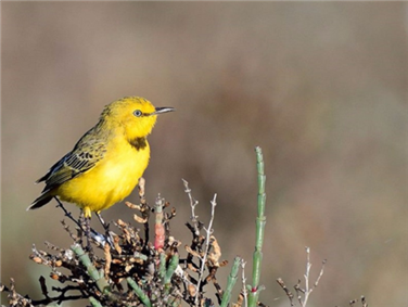 שמורת הציפורים בברום