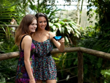 חממת הפרפרים