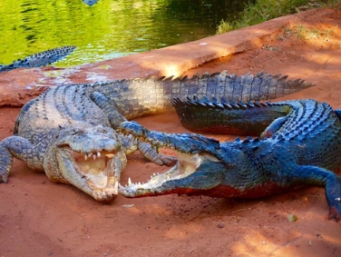 פארק התנינים