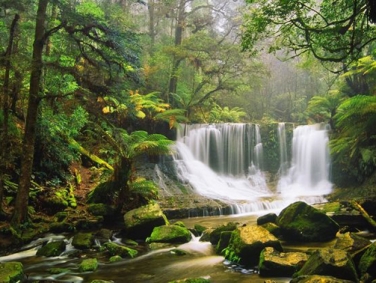 יער הגשם דיינטרי