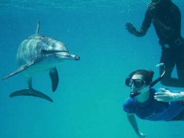 שייט ושחיה עם דולפינים