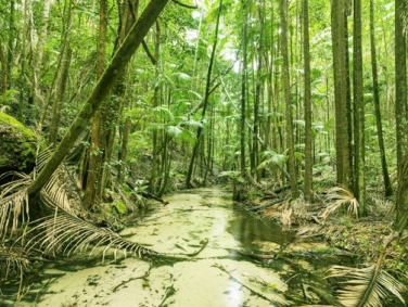 שביל האי הגדול