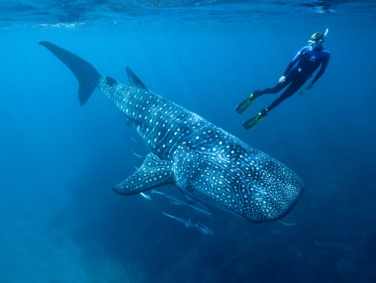 צלילה לצד לוויתנים