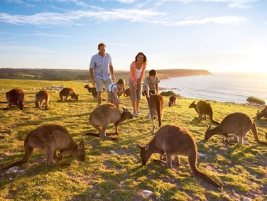 קנגורו איילנד