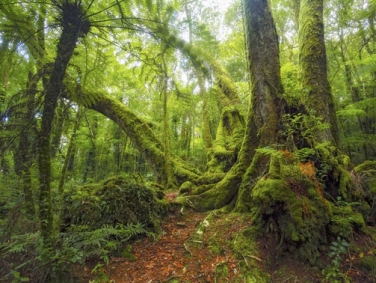 פארק למינגטון