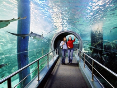 האקווריום של מלבורן