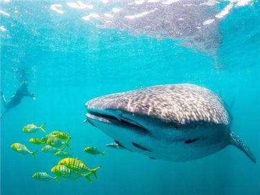 צלילה לצד כרישים לוויתנים