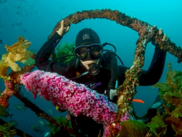פעילות צלילה
