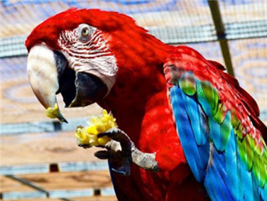 מרכז התוכים האוסטרלי