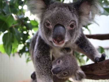 פארק יערות הגשם