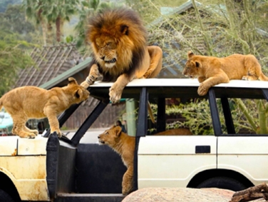 פארק חיות הבר