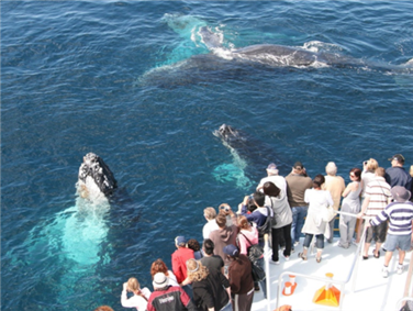 שייט תצפית לוויתנים