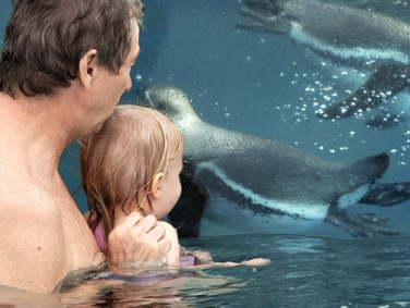 שחייה עם פינגווינים