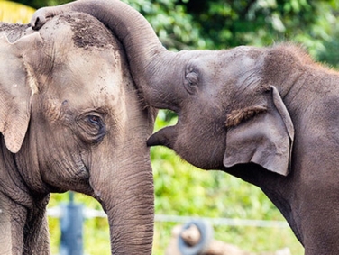 גן החיות טארונגה