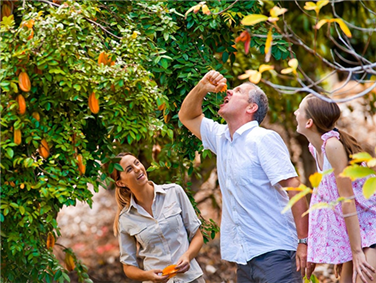עולם הפירות הטרופיים
