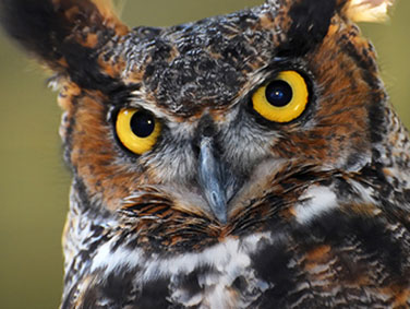 מכון המדע והטבע