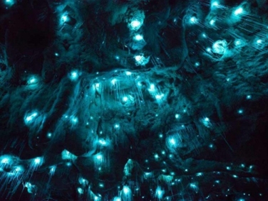 מערות ווייטומו