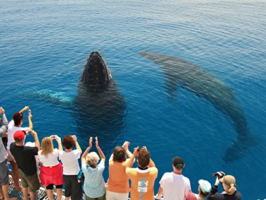 שיט תצפית לוויתנים