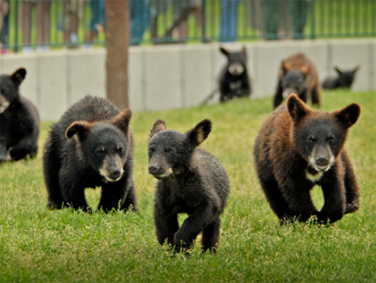ספארי "מדינת הדובים"