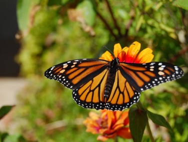 פארק הפרפרים בויקטוריה