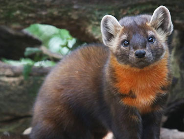 גן החיות של הרשי