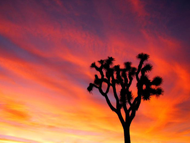 פארק ג'ושוע טרי