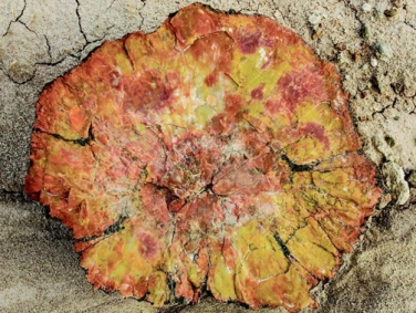 יער המאובנים