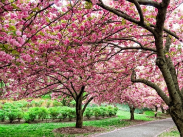 גני המלכה אליזבת