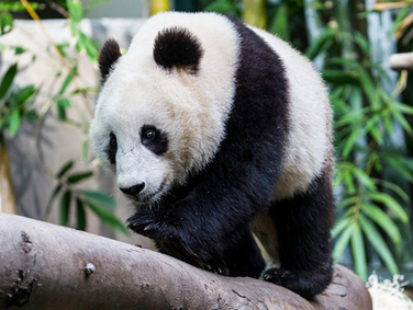 גן החיות של סאן דייגו