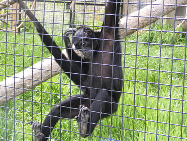 גן החיות של סקוטסבלאף
