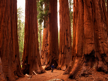 פארק סקויה וקינגס קניון