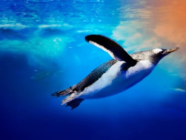 האקווריום של סידני