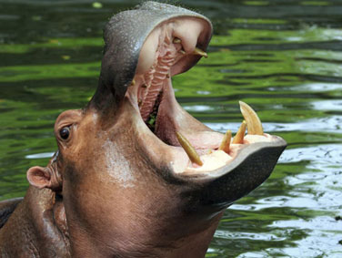 גן החיות והאקווריום טולדו