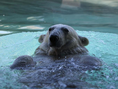 גן החיות של יוטה
