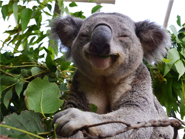 גן חיות הבר של סידני