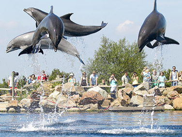 דולפינריום הרדרוויק