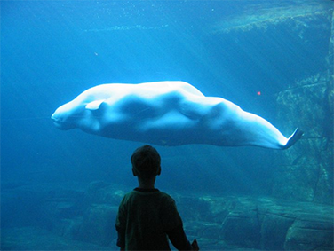 האקווריום של ונקובר