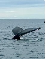 ליאור_מרקוביץ__8