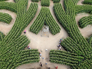 מבוך התירס של דרובאי