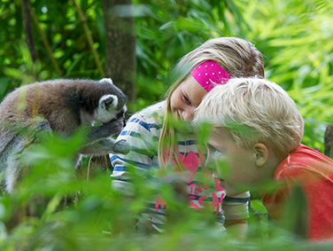 פארק הקופים